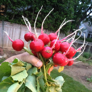 Radishes come in several shapes, sizes, and colors, all with their own unique flavor